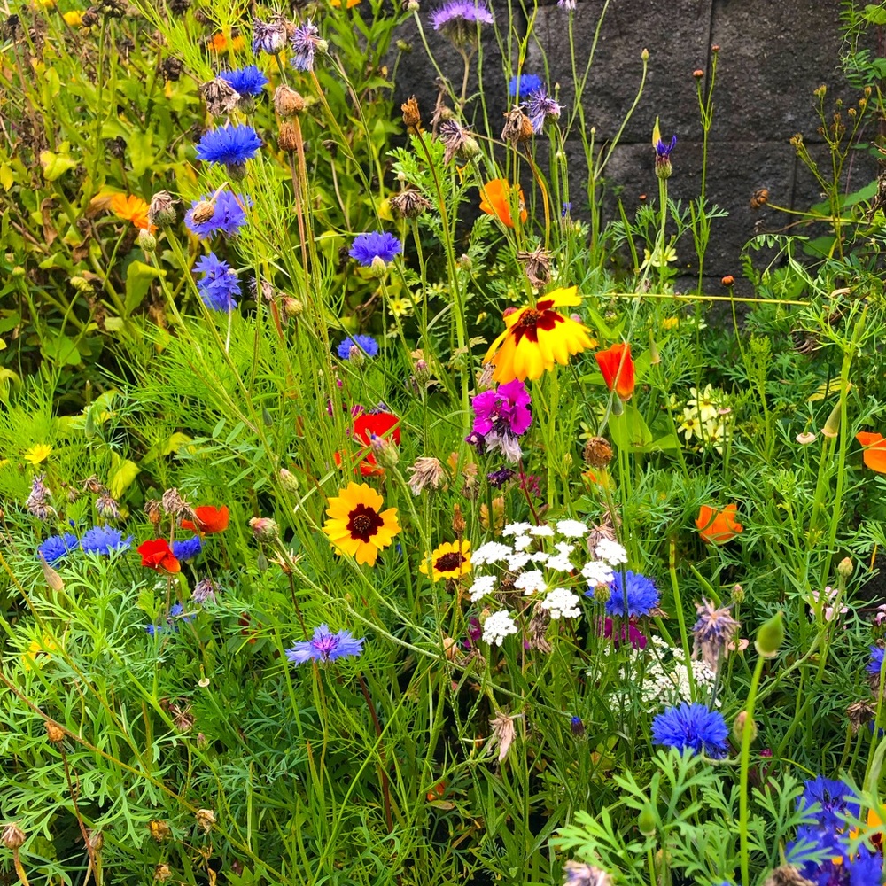 Meet your Posher, Allie